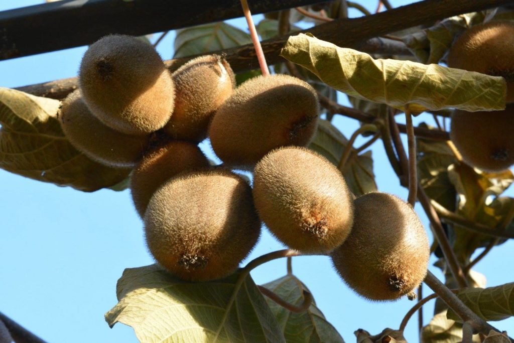 Uka Farm, agroturizmi që lindi nga shkenca 10 15235607 1249307951799026 6406410162730533139 o
