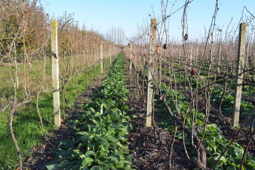 Uka Farm, agroturizmi që lindi nga shkenca 9 15259247 1249313528465135 8869089747017584161 o