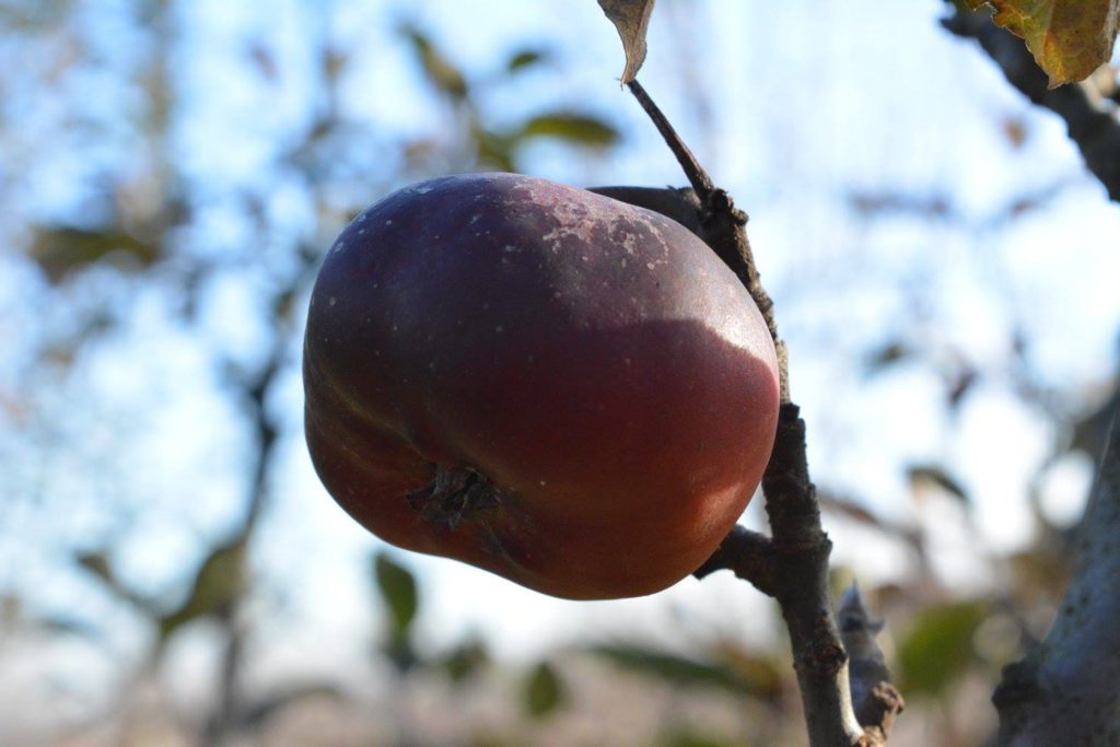 Uka Farm, agroturizmi që lindi nga shkenca 11 15271831 1249313418465146 16077074272550979 o