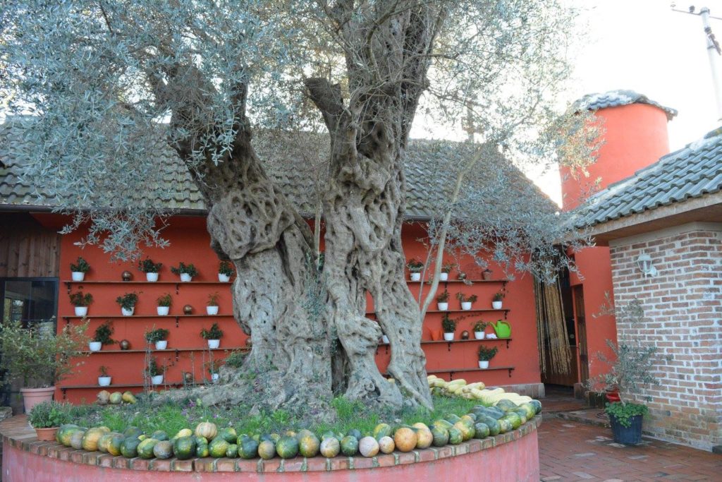 Uka Farm, agroturizmi që lindi nga shkenca 14 15272354 562380063953905 1409718559227259323 o