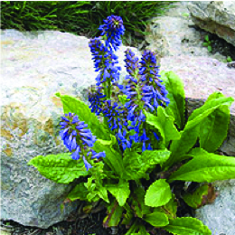 Wulfenia Baldacci