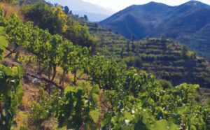 travel magazine kantina vila hadaj malinat 3