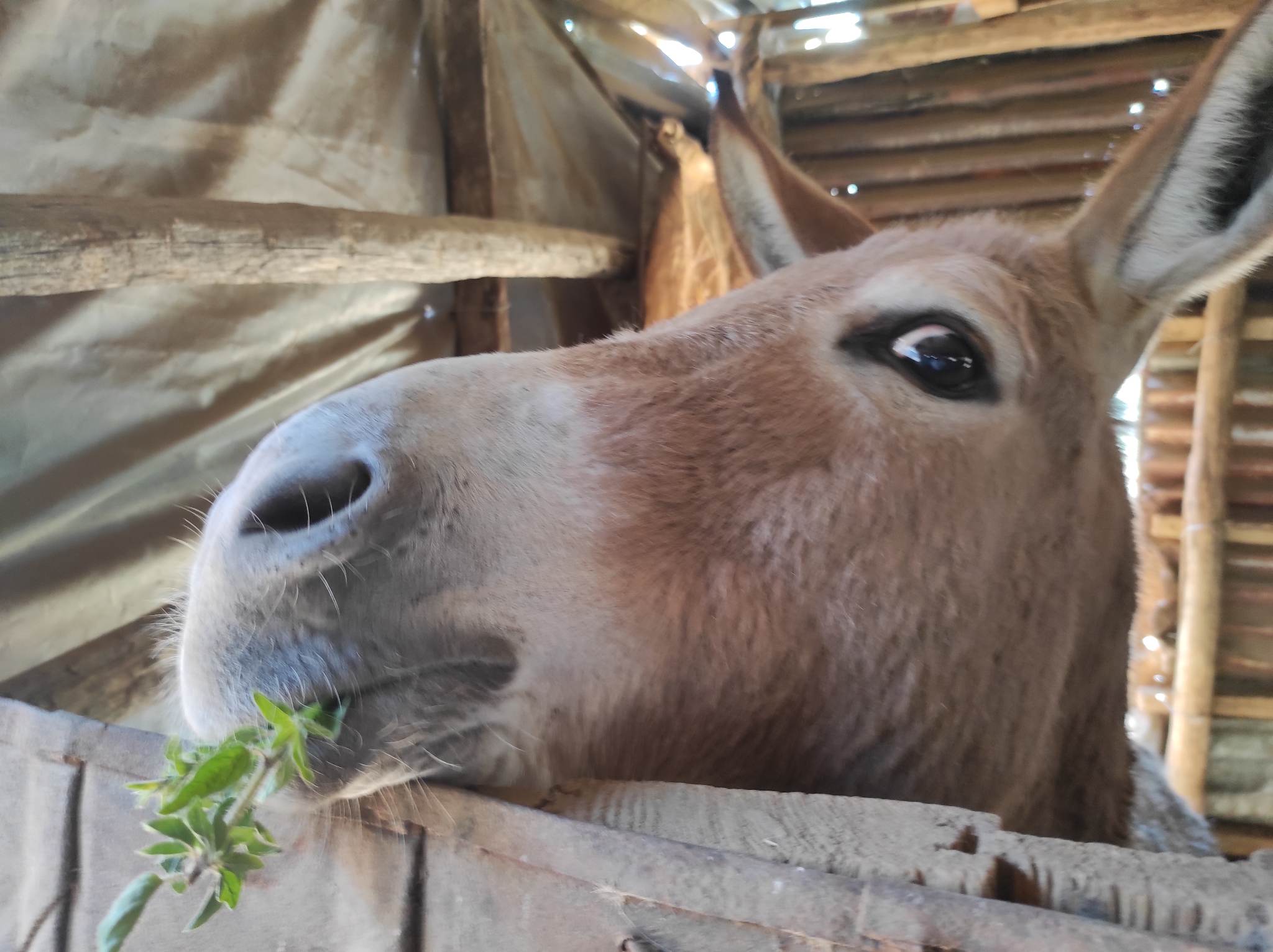 Donkeyfarm1