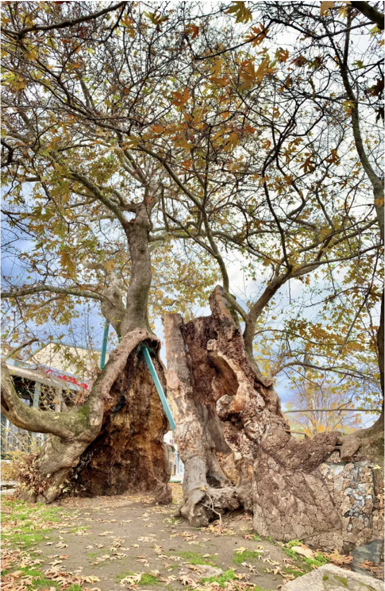 North Macedonia8
