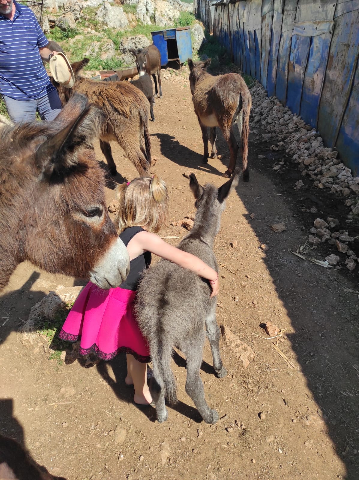 donkey farm