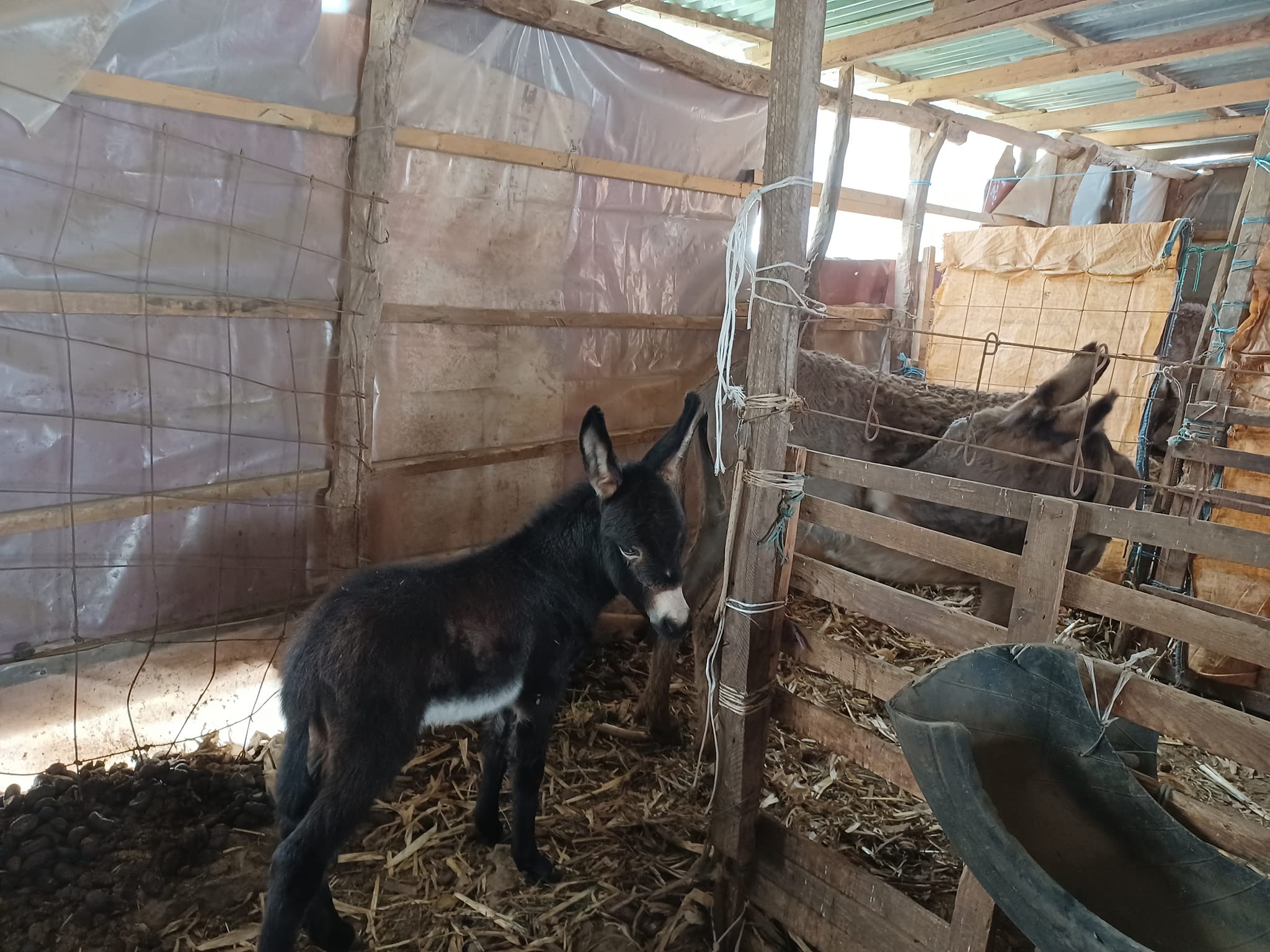 donkey farm3